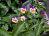 dscn0541.jpg (102794 bytes)