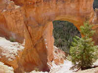 Bryce Canyon (36).JPG (273011 bytes)